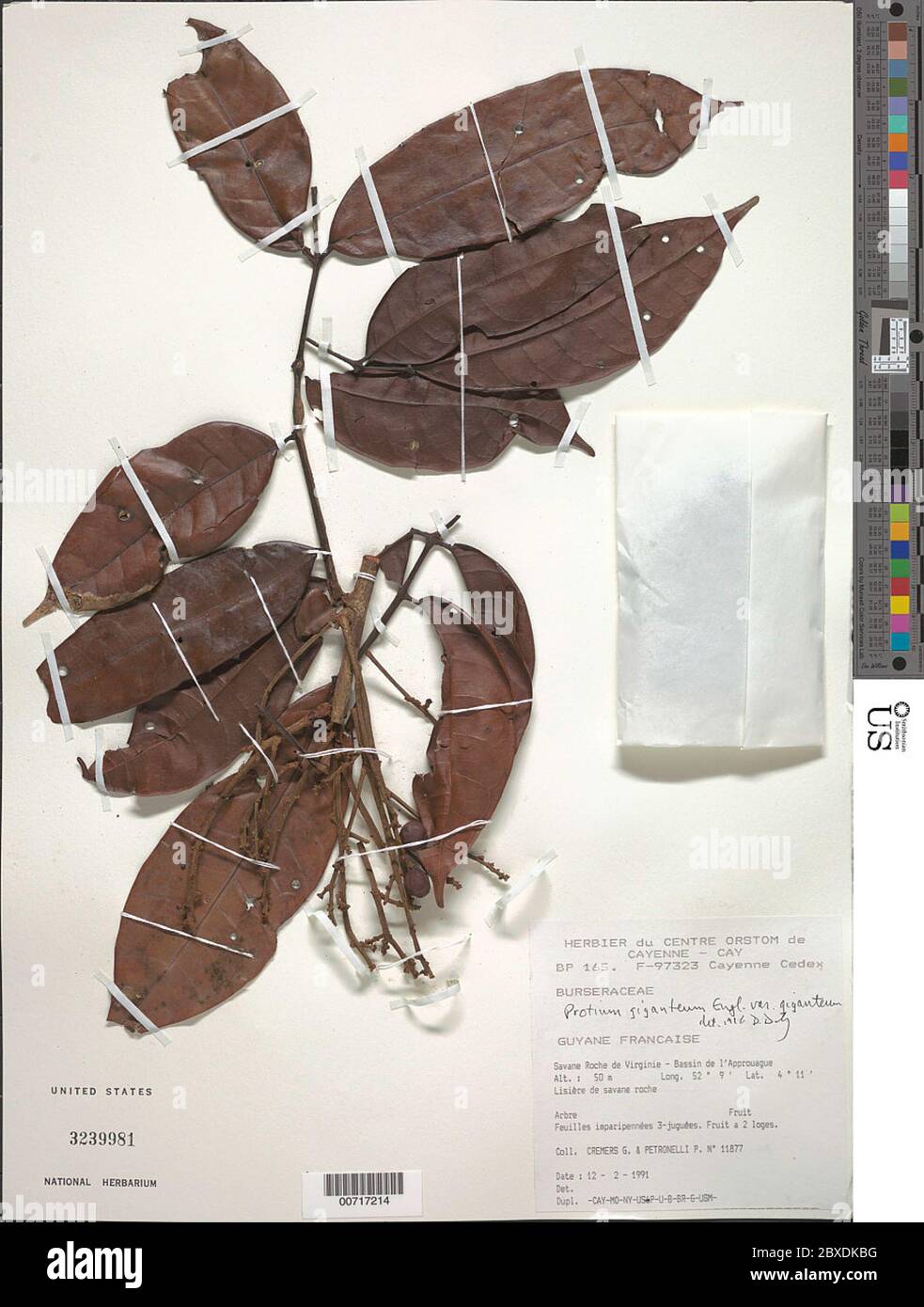 Protium giganteum hi-res stock photography and images - Alamy