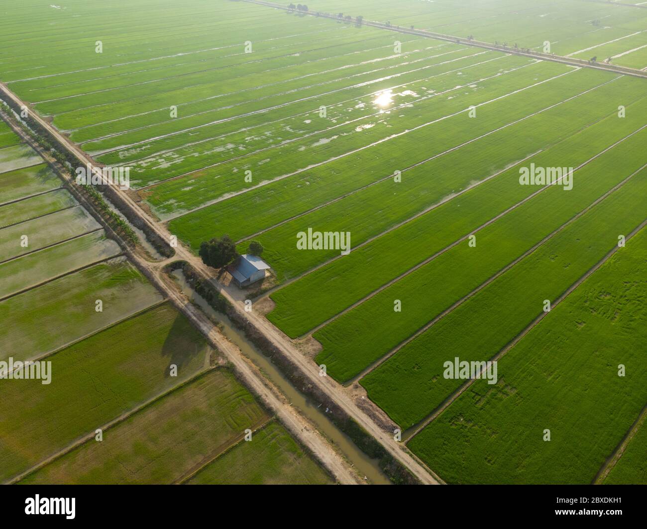 Aerial view of green paddy field agriculture at Malaysia Stock Photo ...