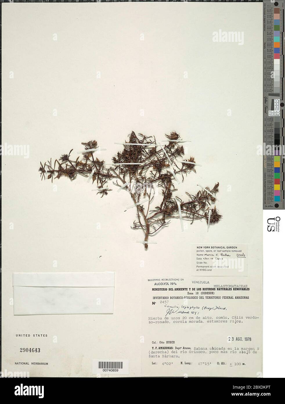 Comolia leptophylla Bonpl Naudin Comolia leptophylla Bonpl Naudin. Stock Photo