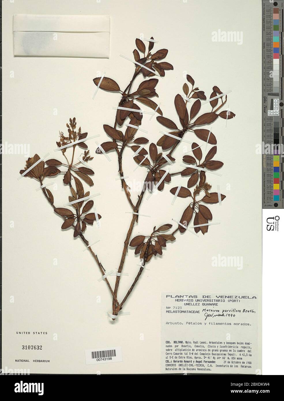 Macairea parvifolia Benth Macairea parvifolia Benth. Stock Photo