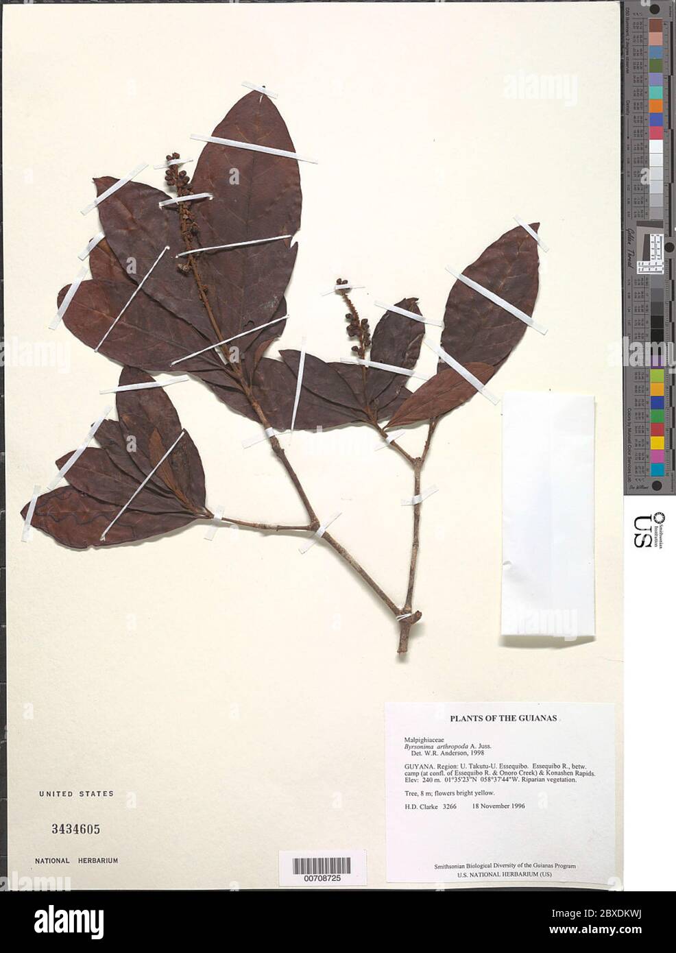 Byrsonima arthropoda A Juss Byrsonima arthropoda A Juss. Stock Photo