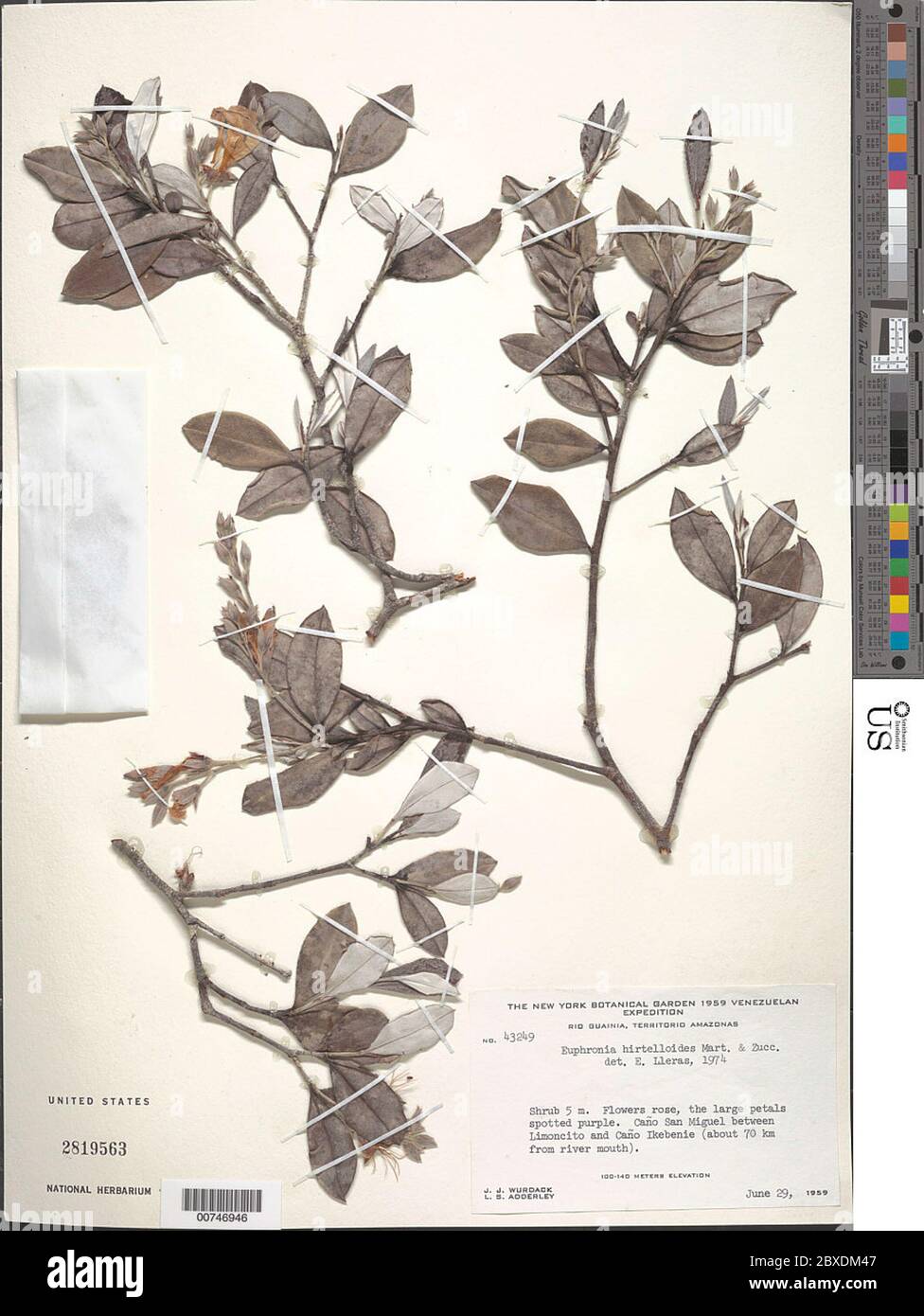 Euphronia acuminatissima Steyerm Euphronia acuminatissima Steyerm Stock