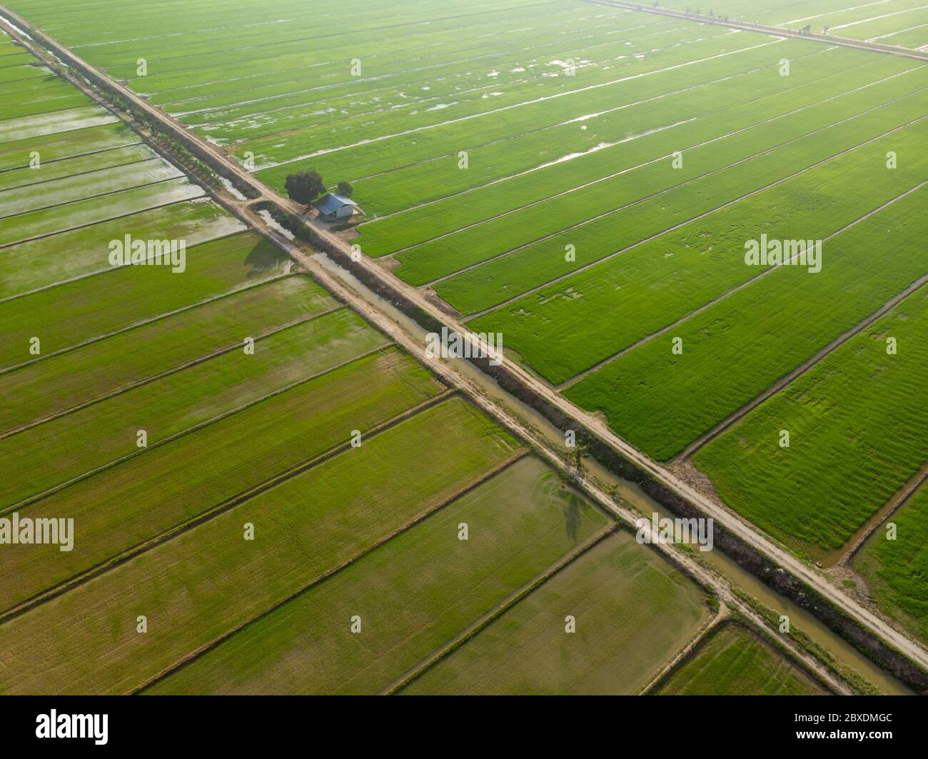 Aerial view of green paddy field agriculture at Malaysia Stock Photo ...