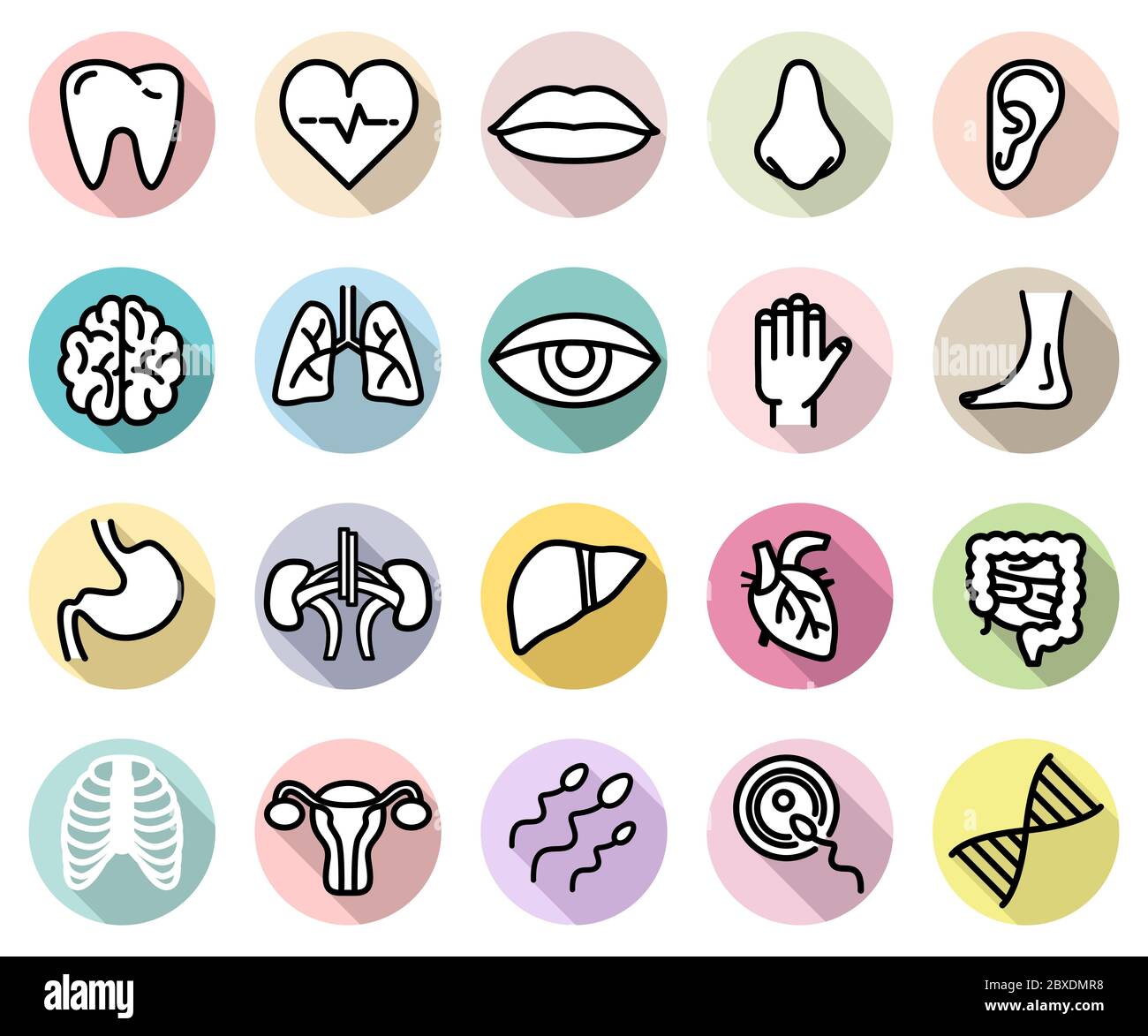 Vector Set Of Human Body Parts And Anatomy Isolated Flat Style Icons On