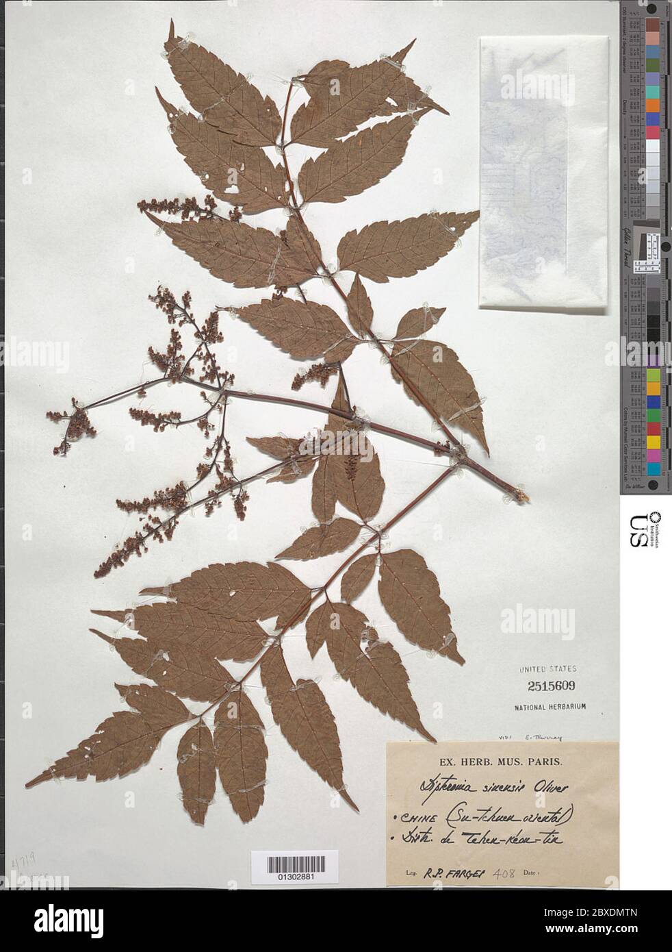 Dipteronia sinensis Oliv Dipteronia sinensis Oliv. Stock Photo