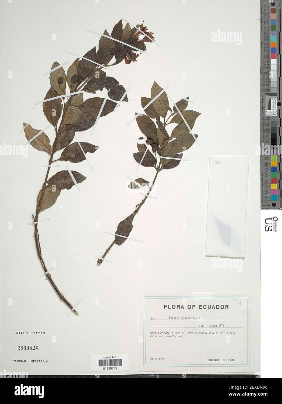 Fuchsia loxensis Kunth Fuchsia loxensis Kunth. Stock Photo