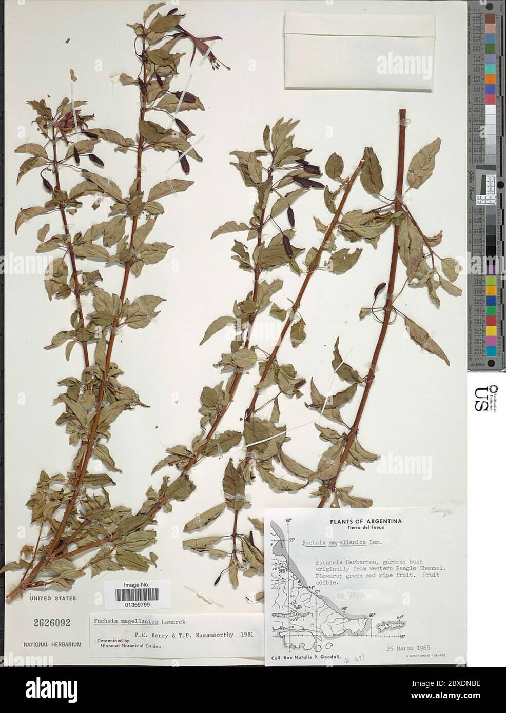 Fuchsia magellanica Lam Stock Photo