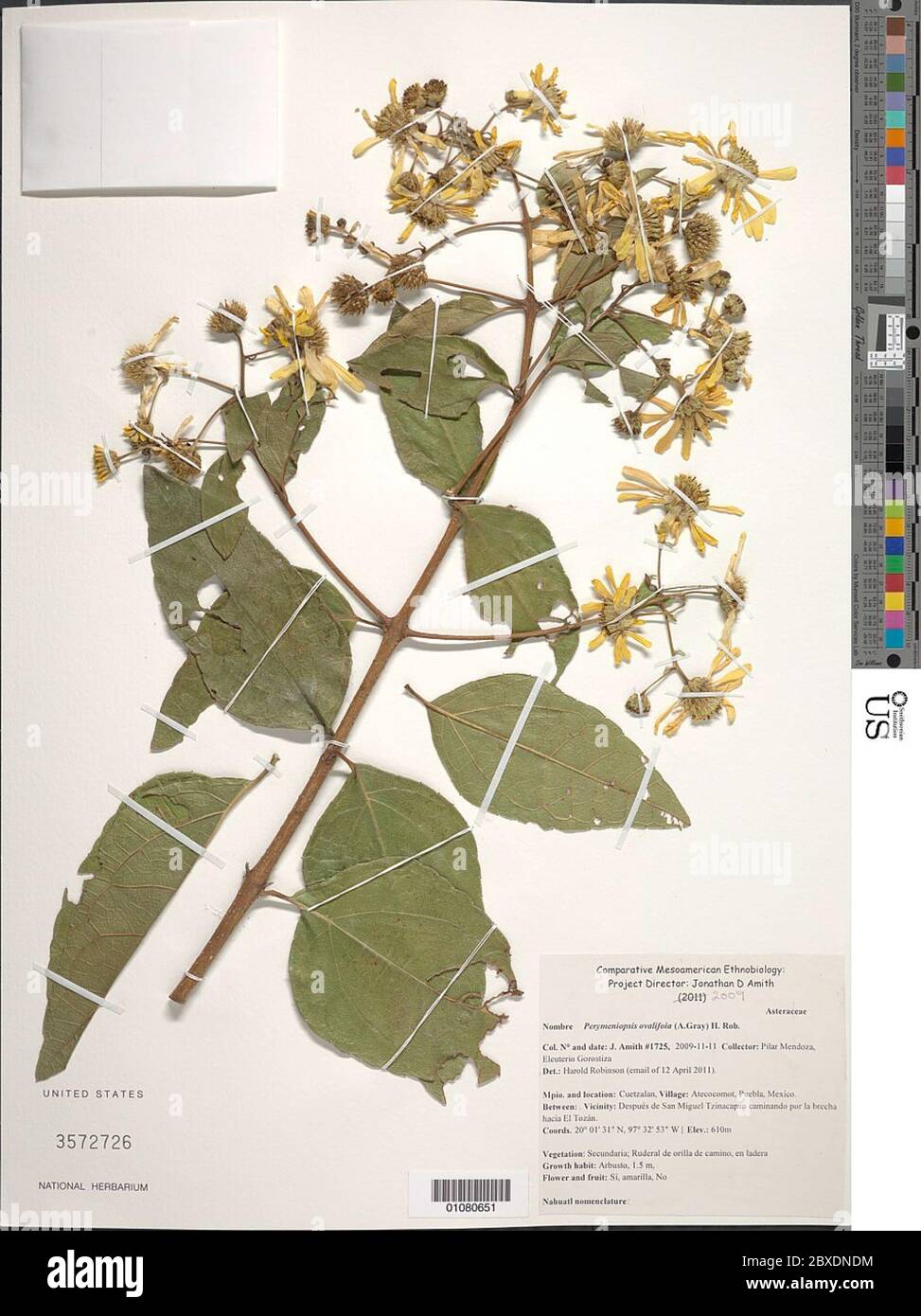 Perymeniopsis ovalifolia A Gray H Rob Perymeniopsis ovalifolia A Gray H Rob. Stock Photo