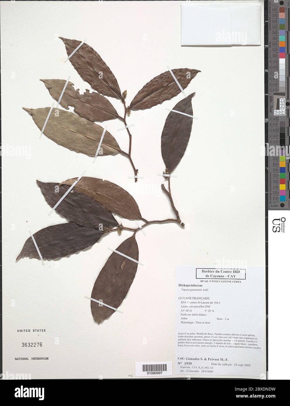 Tapura guianensis Aubl Tapura guianensis Aubl Stock Photo Alamy