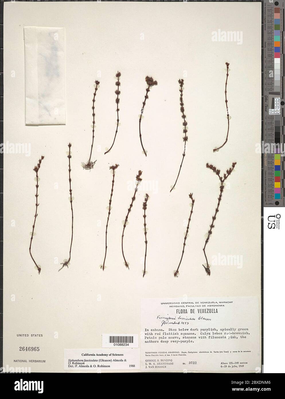 Siphanthera fasciculata Gleason Almeda OR Rob Siphanthera fasciculata Gleason Almeda OR Rob. Stock Photo