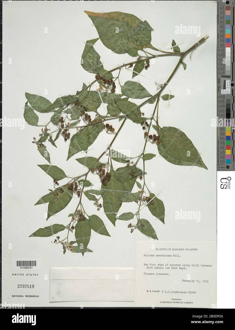 Solanum americanum Mill Solanum americanum Mill Stock Photo - Alamy