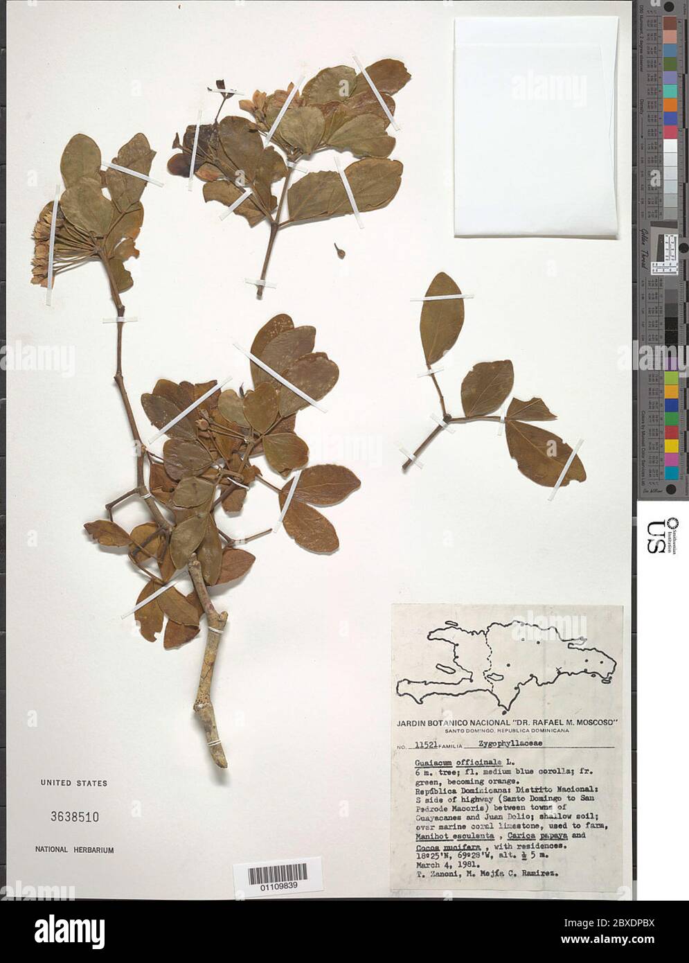 Guaiacum officinale L Guaiacum officinale L Stock Photo - Alamy