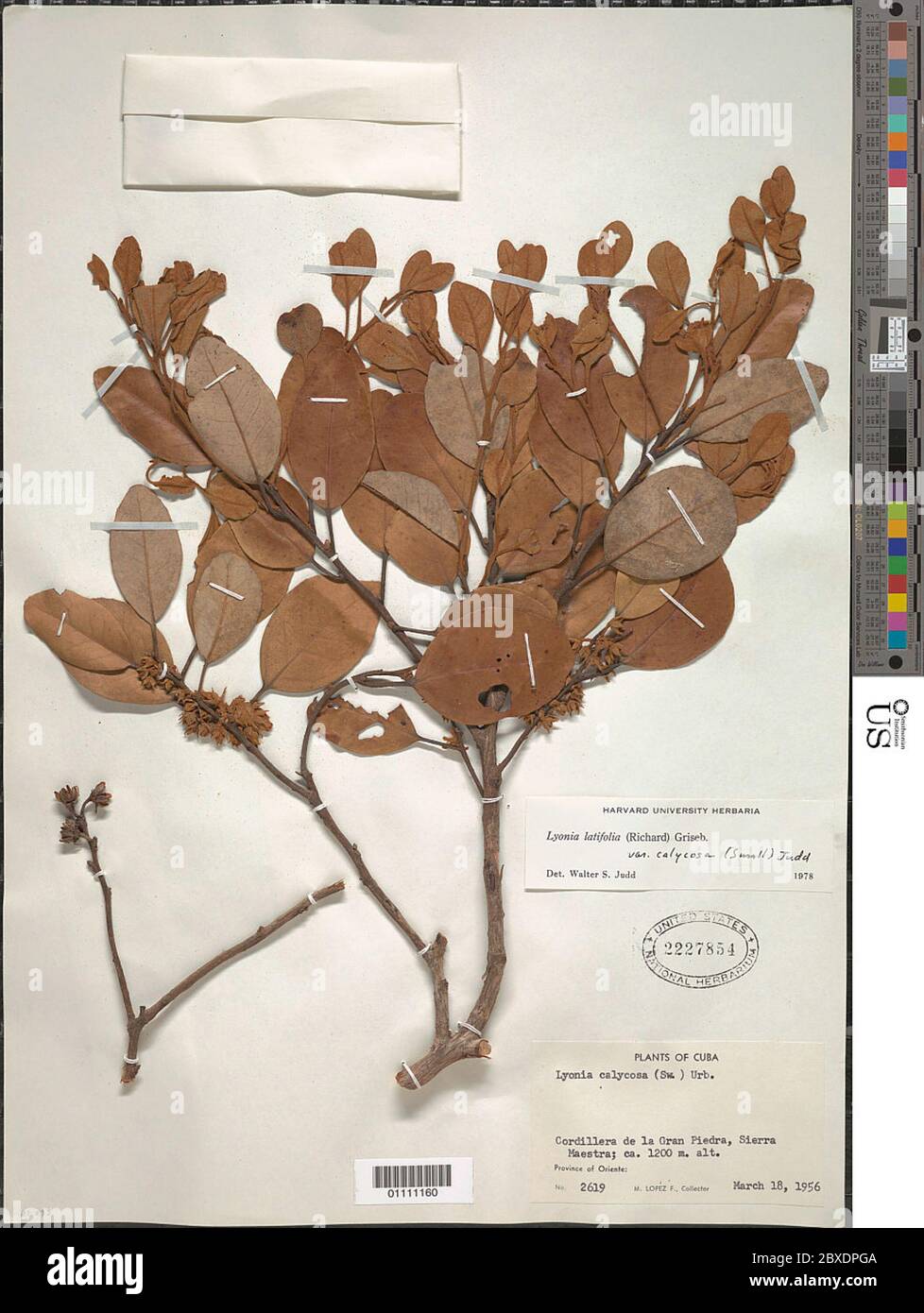 Lyonia latifolia var calycosa Small Judd Lyonia latifolia var calycosa Small Judd. Stock Photo