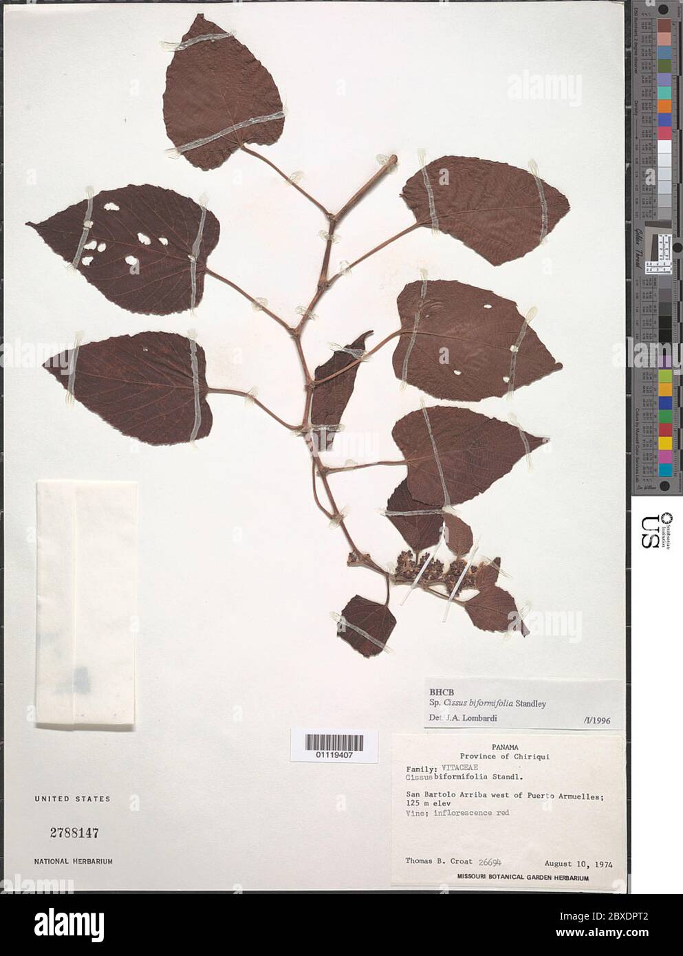 Cissus biformifolia Standl Cissus biformifolia Standl. Stock Photo