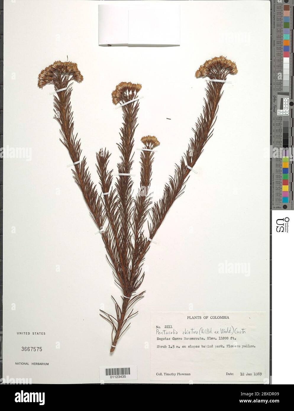 Pentacalia abietina Willd ex Wedd Cuatrec Pentacalia abietina Willd ex Wedd Cuatrec. Stock Photo