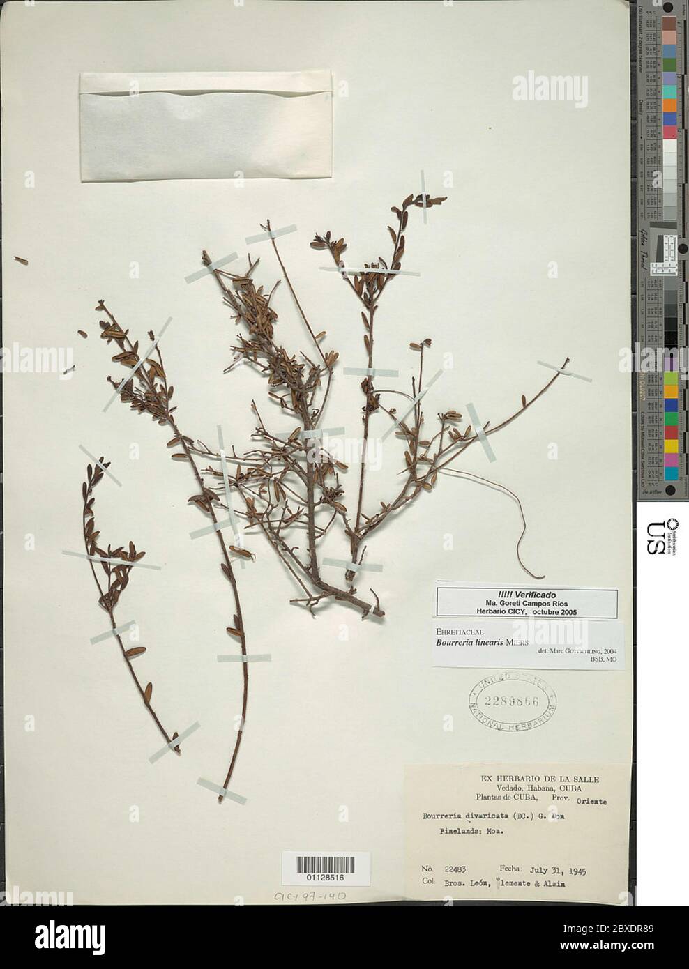 Bourreria hires stock photography and images Alamy