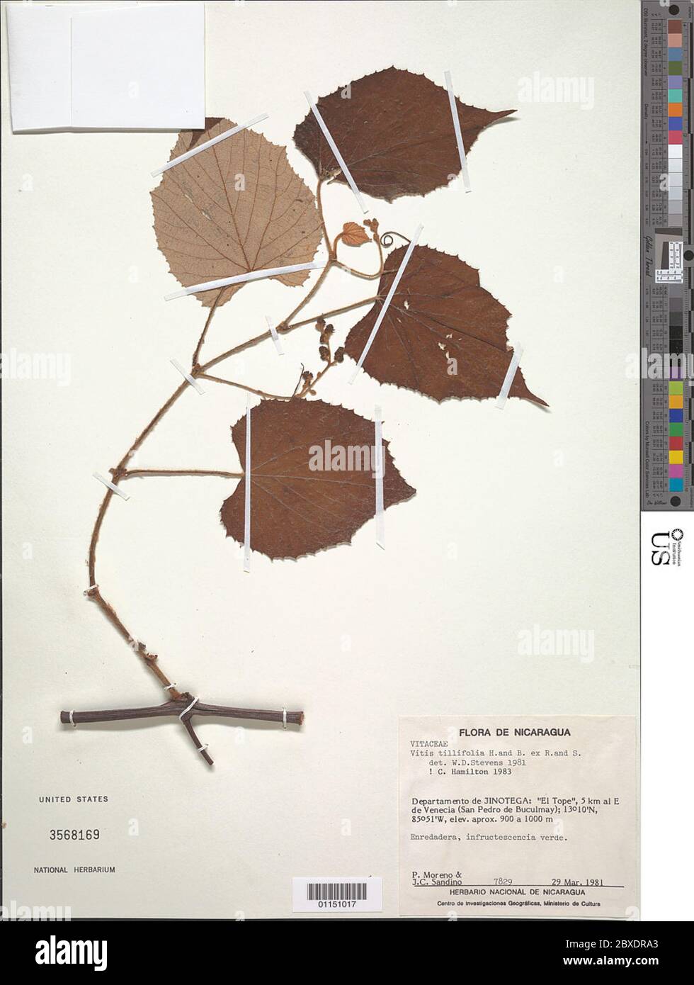 Tiliaefolia hi-res stock photography and images - Alamy