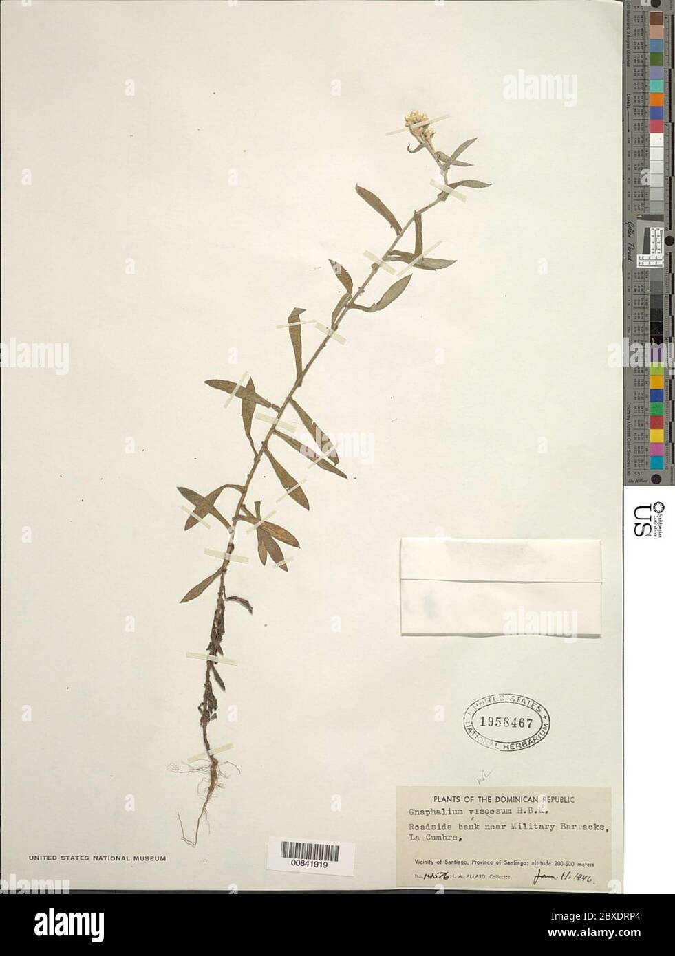 Gnaphalium Sp Gnaphalium Sp Stock Photo Alamy