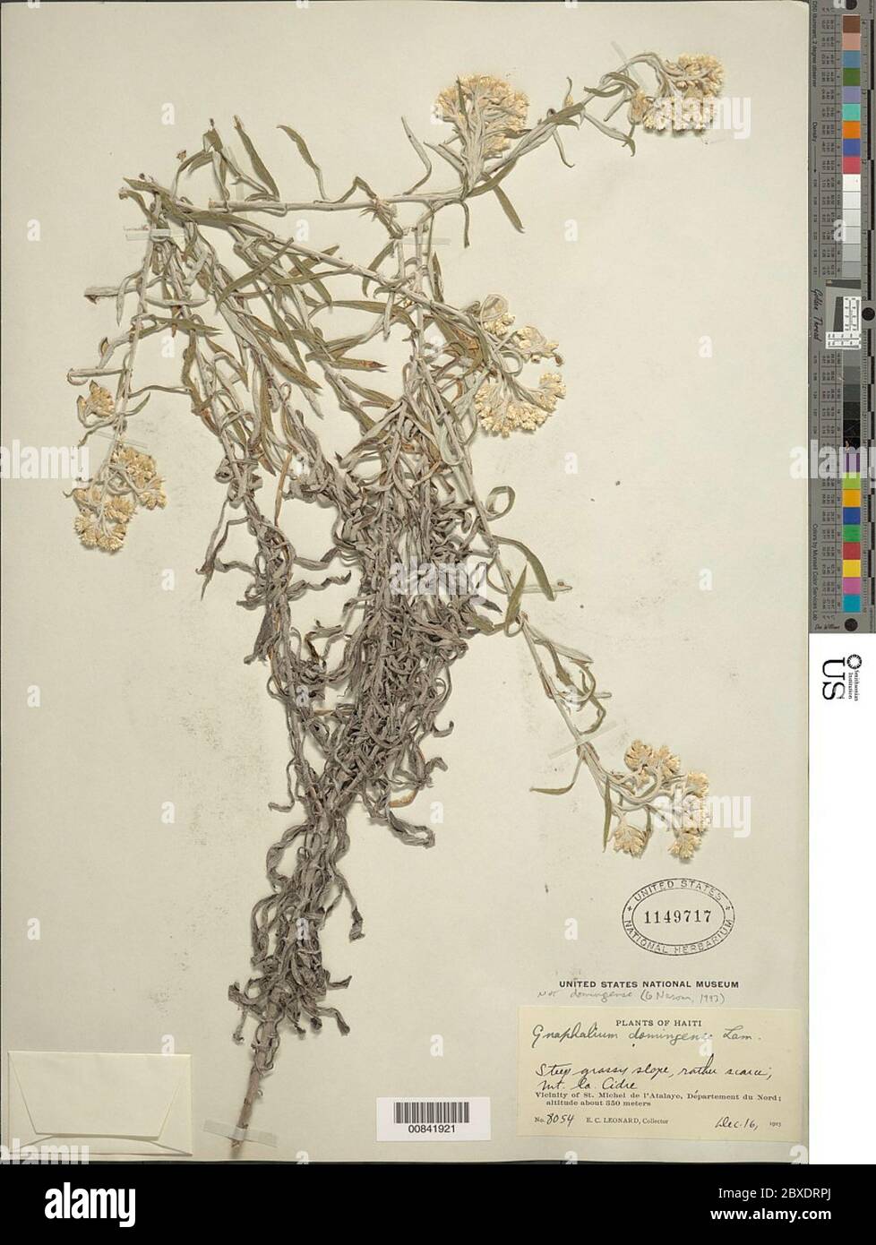 Gnaphalium Sp Gnaphalium Sp Stock Photo Alamy