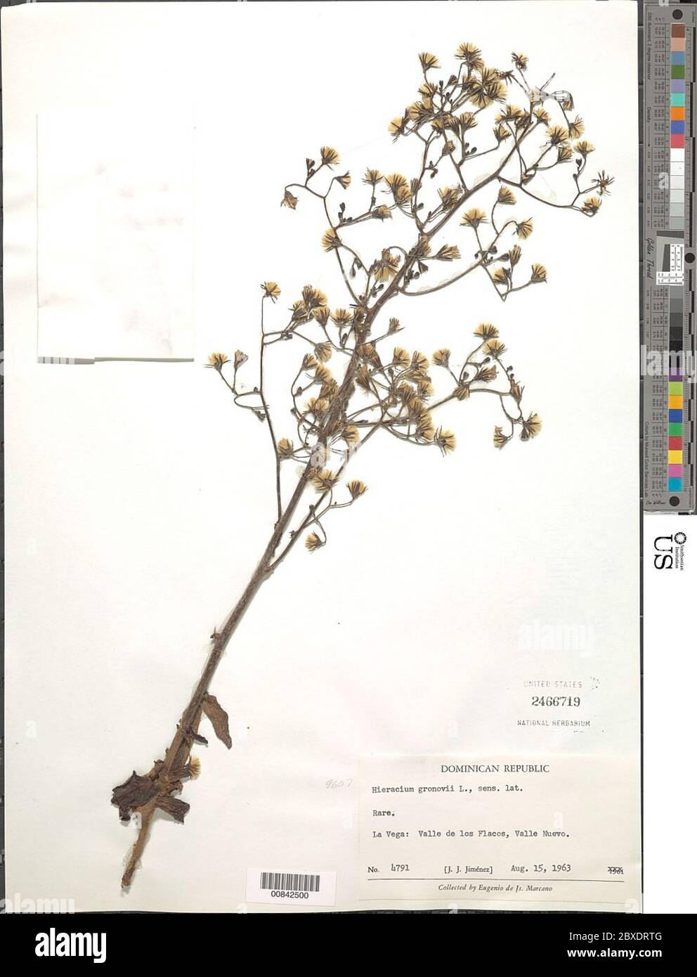 Hieracium gronovii L Hieracium gronovii L Stock Photo Alamy