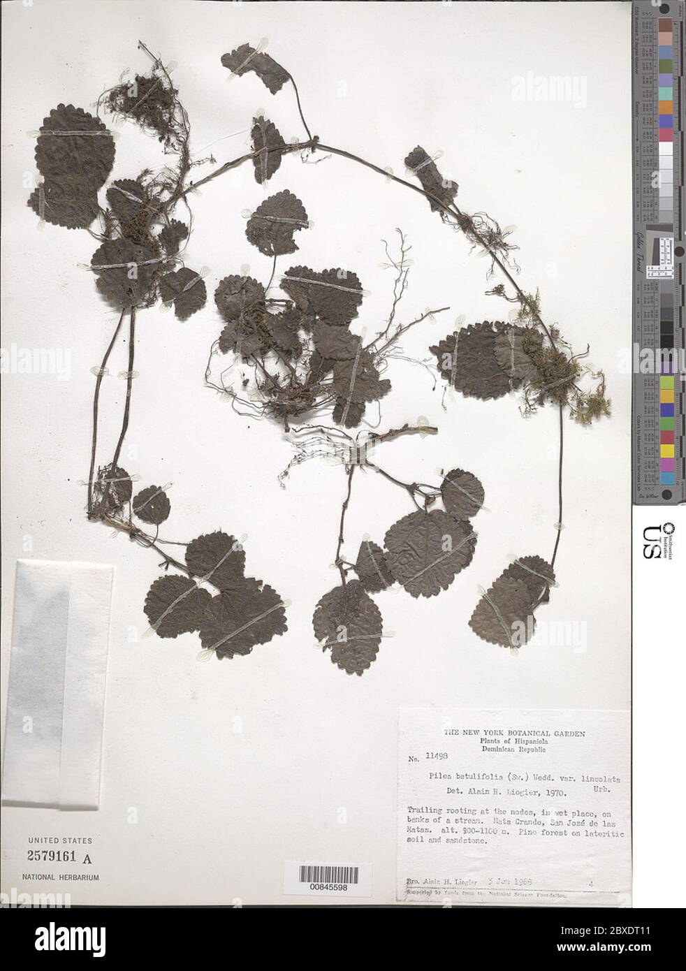 Pilea betulifolia var lineolata Urb Pilea betulifolia var lineolata Urb. Stock Photo