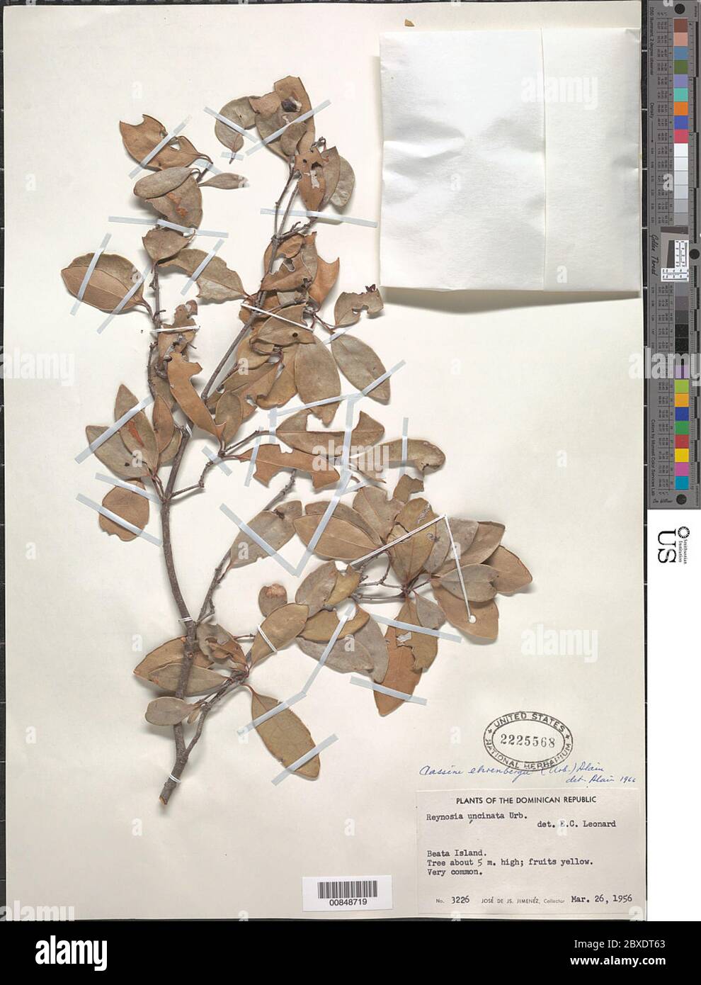 Elaeodendron ehrenbergii Urb Elaeodendron ehrenbergii Urb. Stock Photo