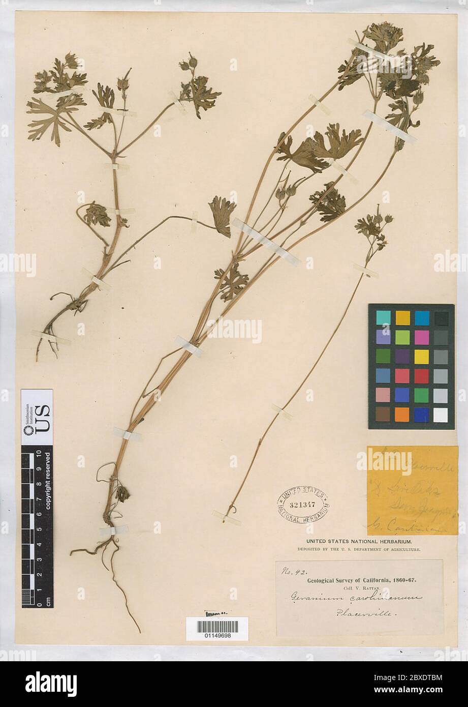 Geranium carolinianum L Geranium carolinianum L. Stock Photo