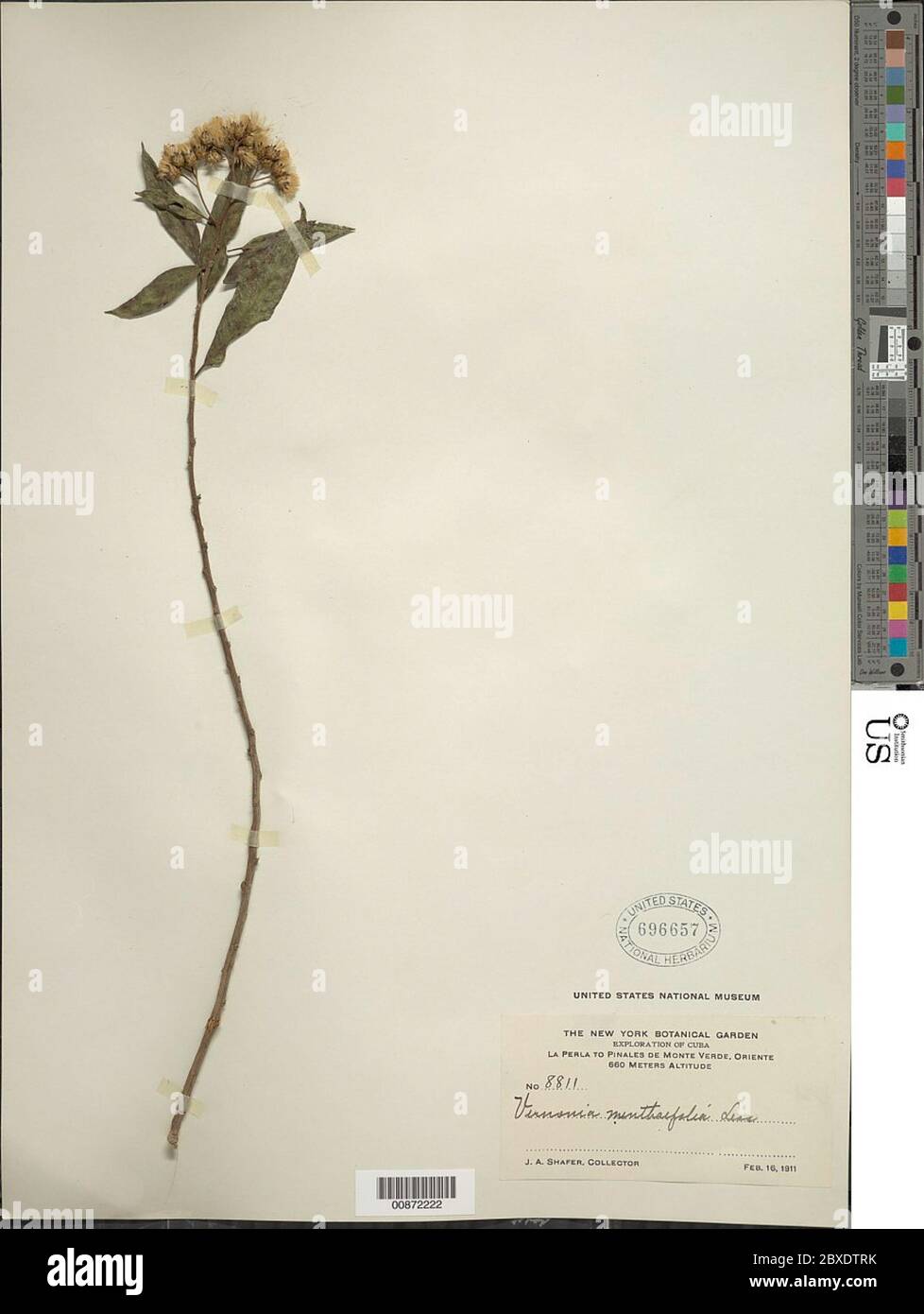 Vernonanthura menthifolia Poepp ex Spreng H Rob Vernonanthura menthifolia Poepp ex Spreng H Rob. Stock Photo