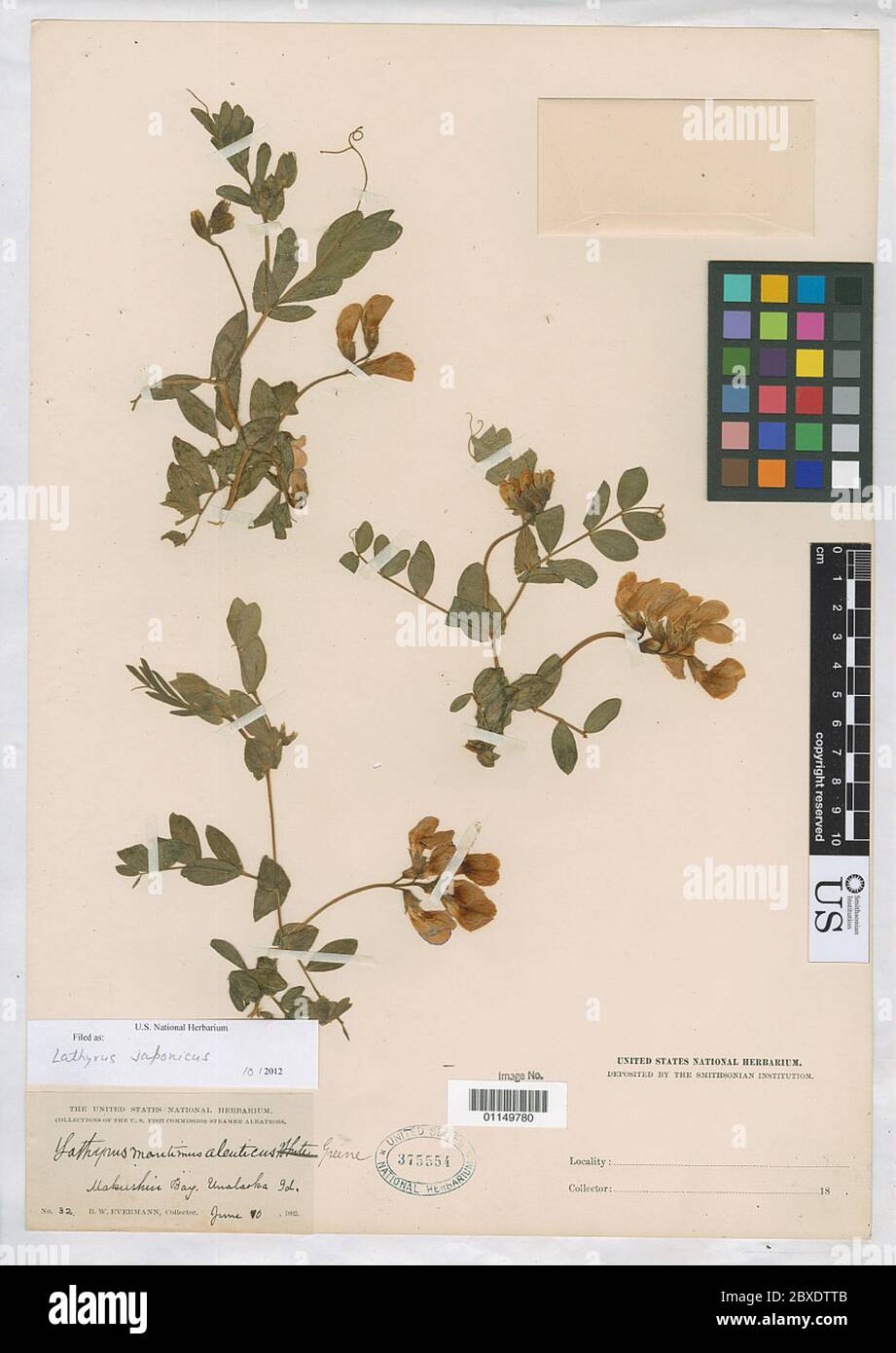 Lathyrus japonicus Willd Lathyrus japonicus Willd. Stock Photo