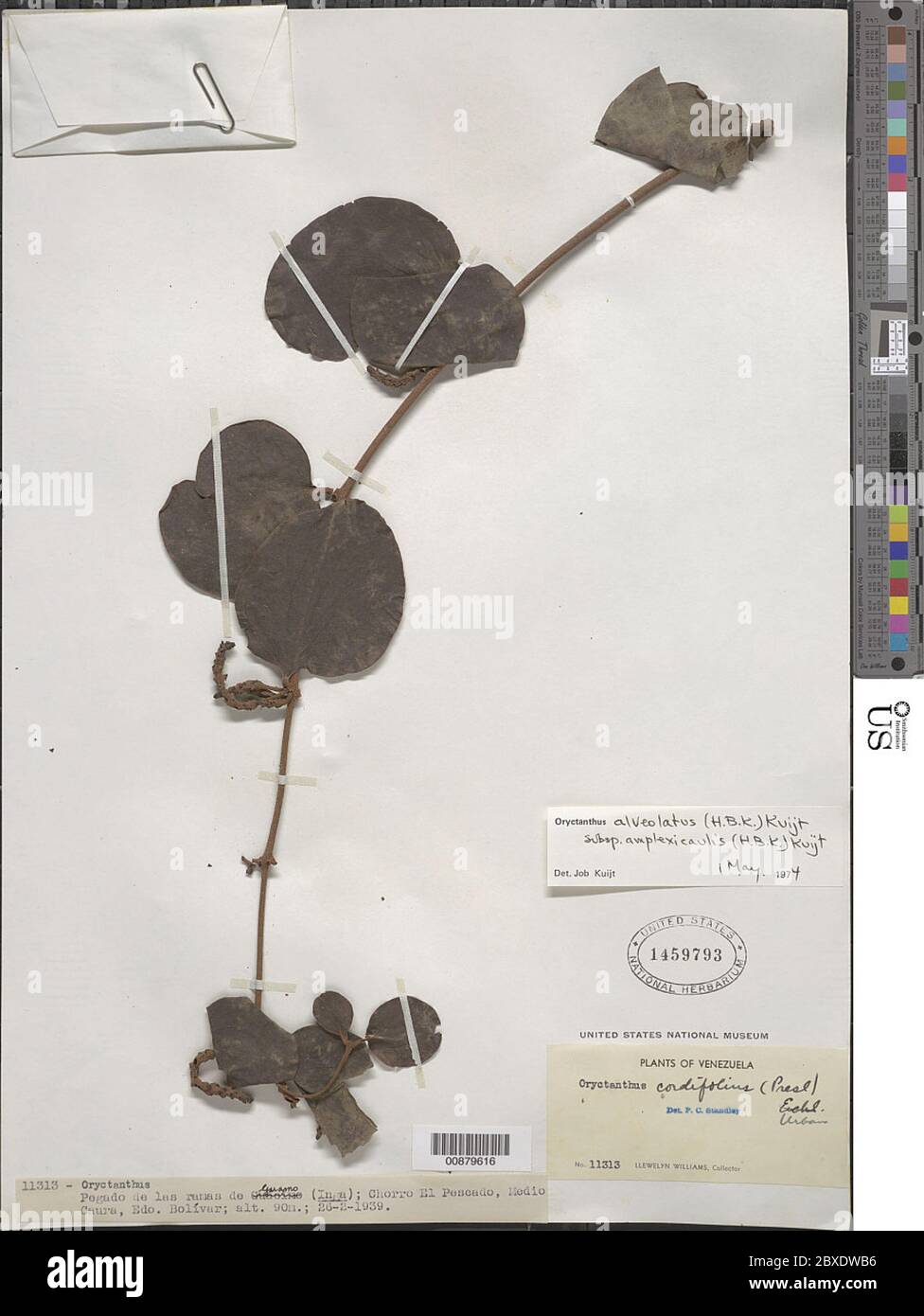Oryctanthus alveolatus subsp amplexicaulis Kunth Kuijt Oryctanthus alveolatus subsp amplexicaulis Kunth Kuijt. Stock Photo