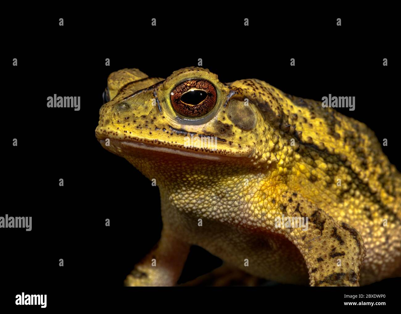 gulf coast toad (Incilius valliceps) on black background Stock Photo