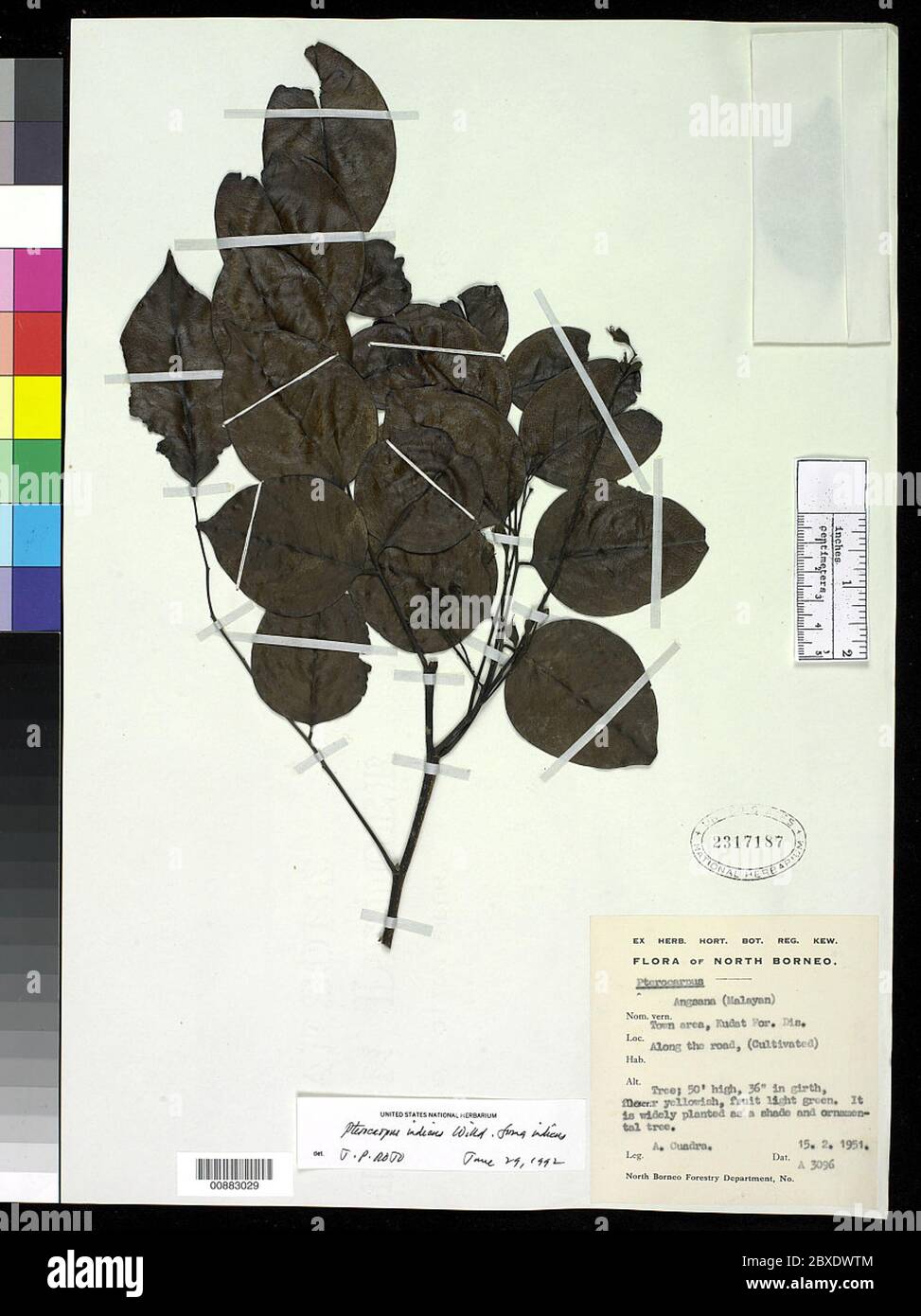 Pterocarpus indicus Willd Pterocarpus indicus Willd. Stock Photo
