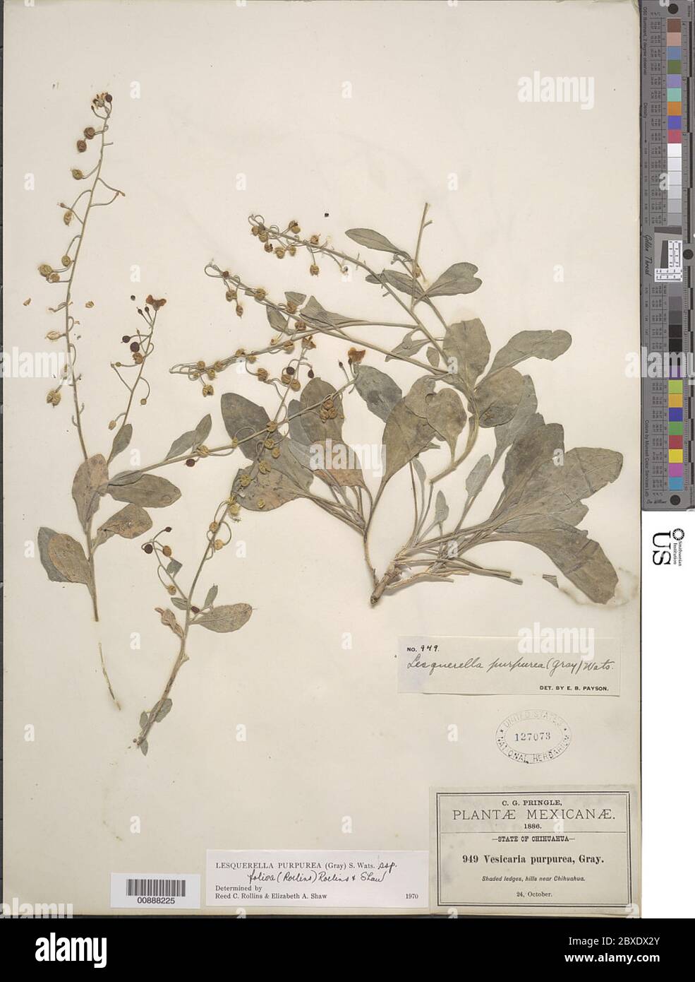 Lesquerella purpurea subsp foliosa Lesquerella purpurea subsp foliosa. Stock Photo