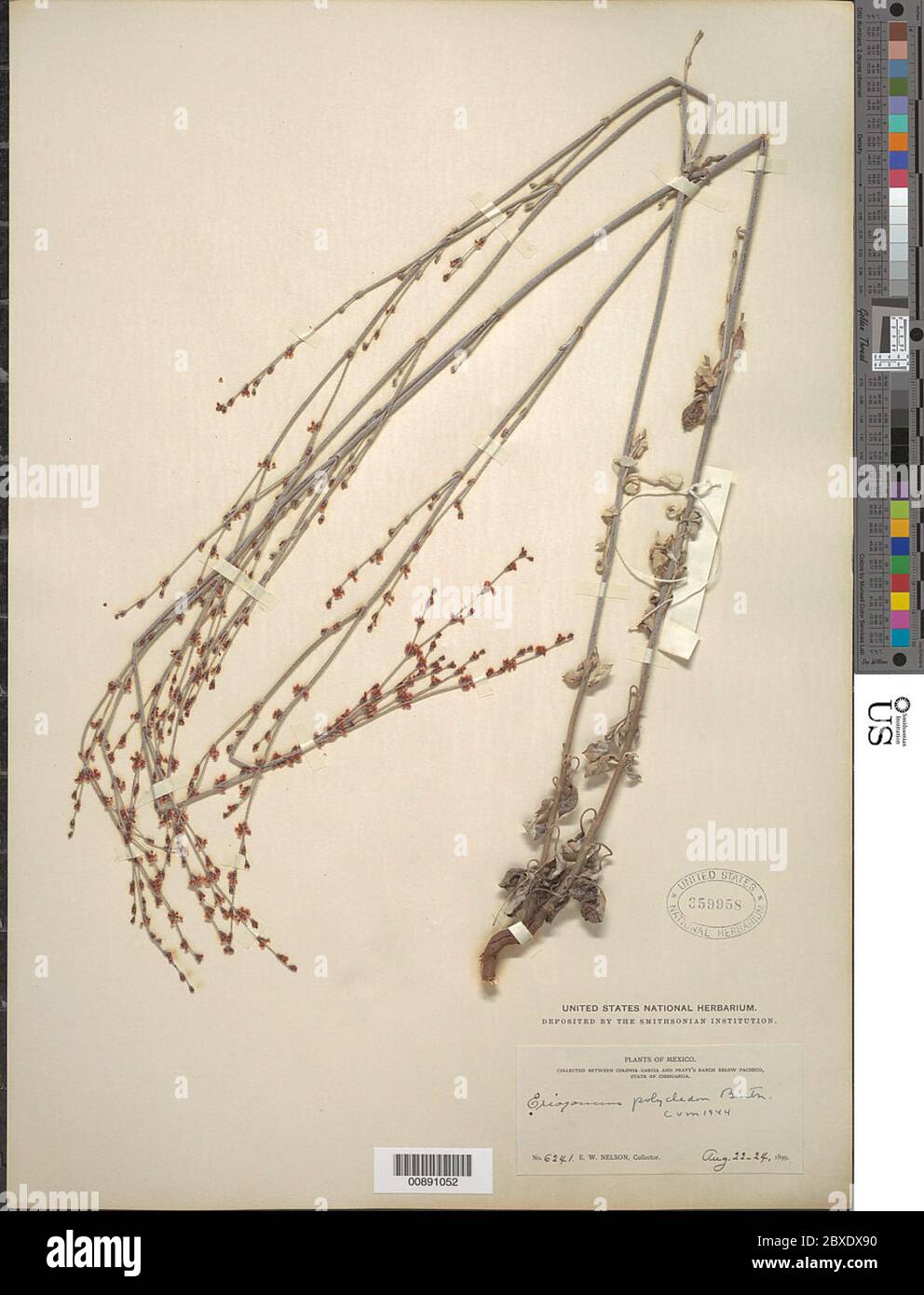 Eriogonum polycladon Benth Eriogonum polycladon Benth. Stock Photo