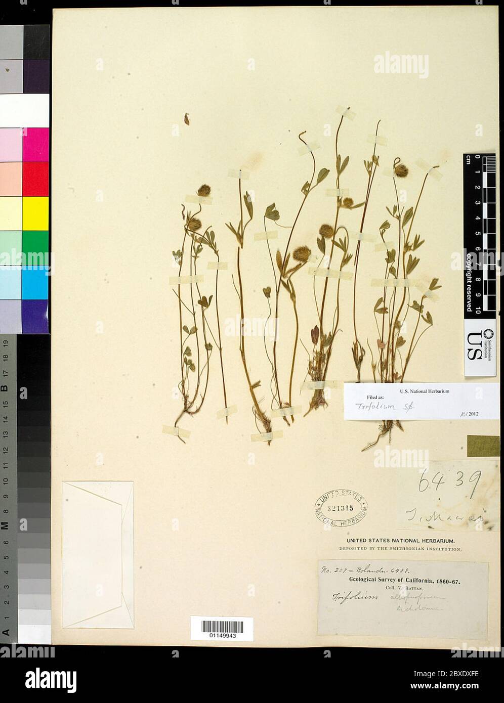 Trifolium sp Trifolium sp. Stock Photo