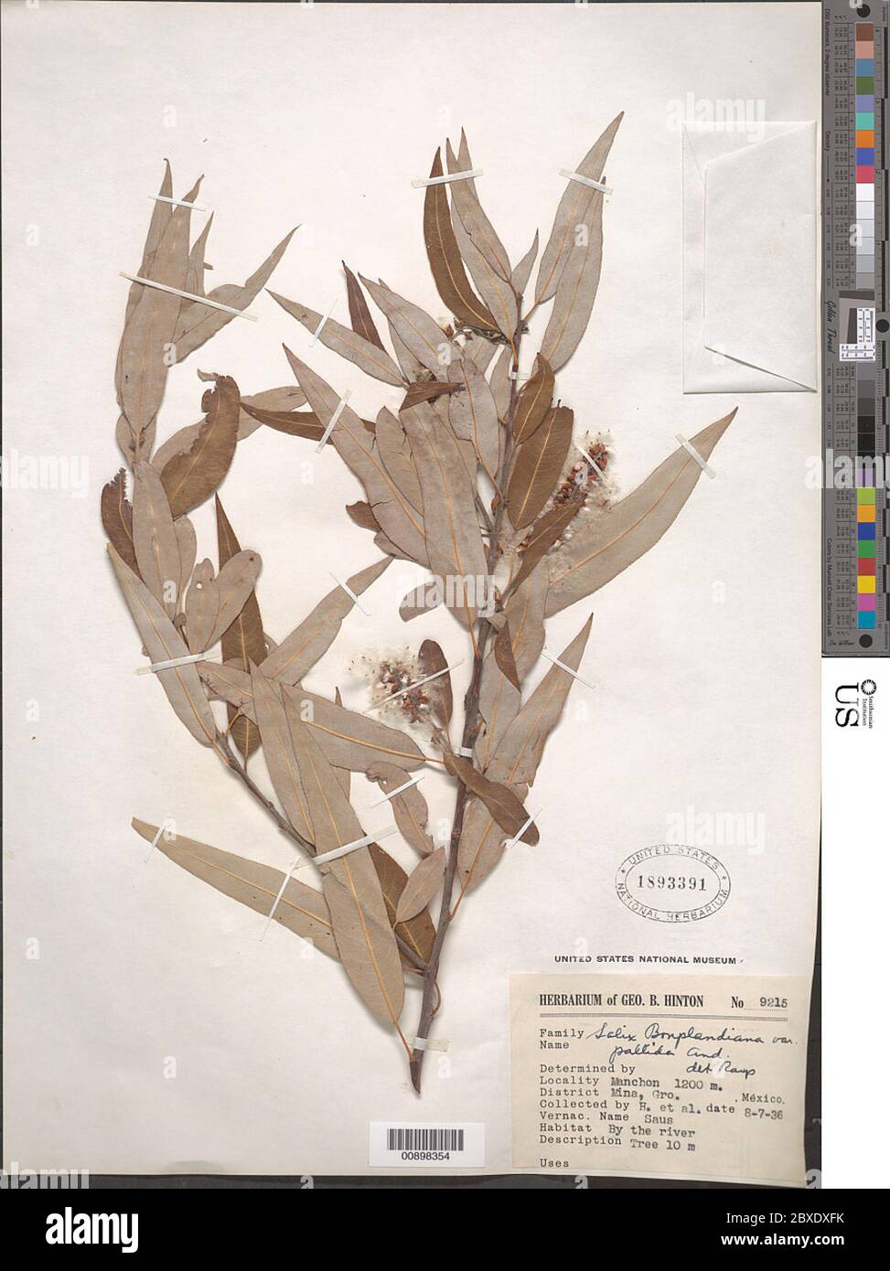 Salix bonplandiana var pallida Kunth Andersson Salix bonplandiana var pallida Kunth Andersson. Stock Photo