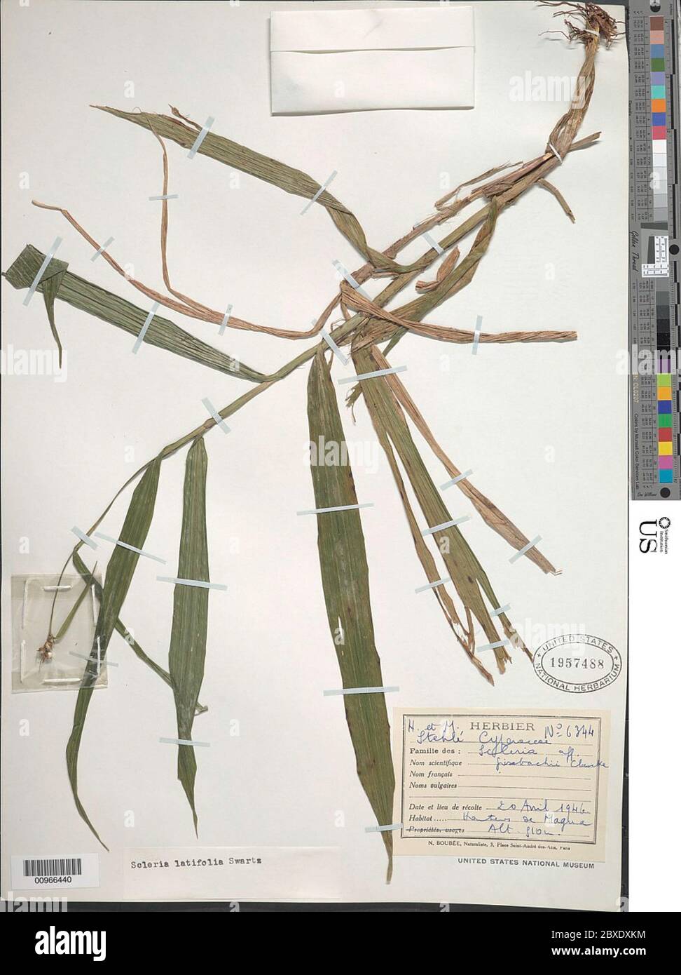 Scleria latifolia Sw Scleria latifolia Sw. Stock Photo