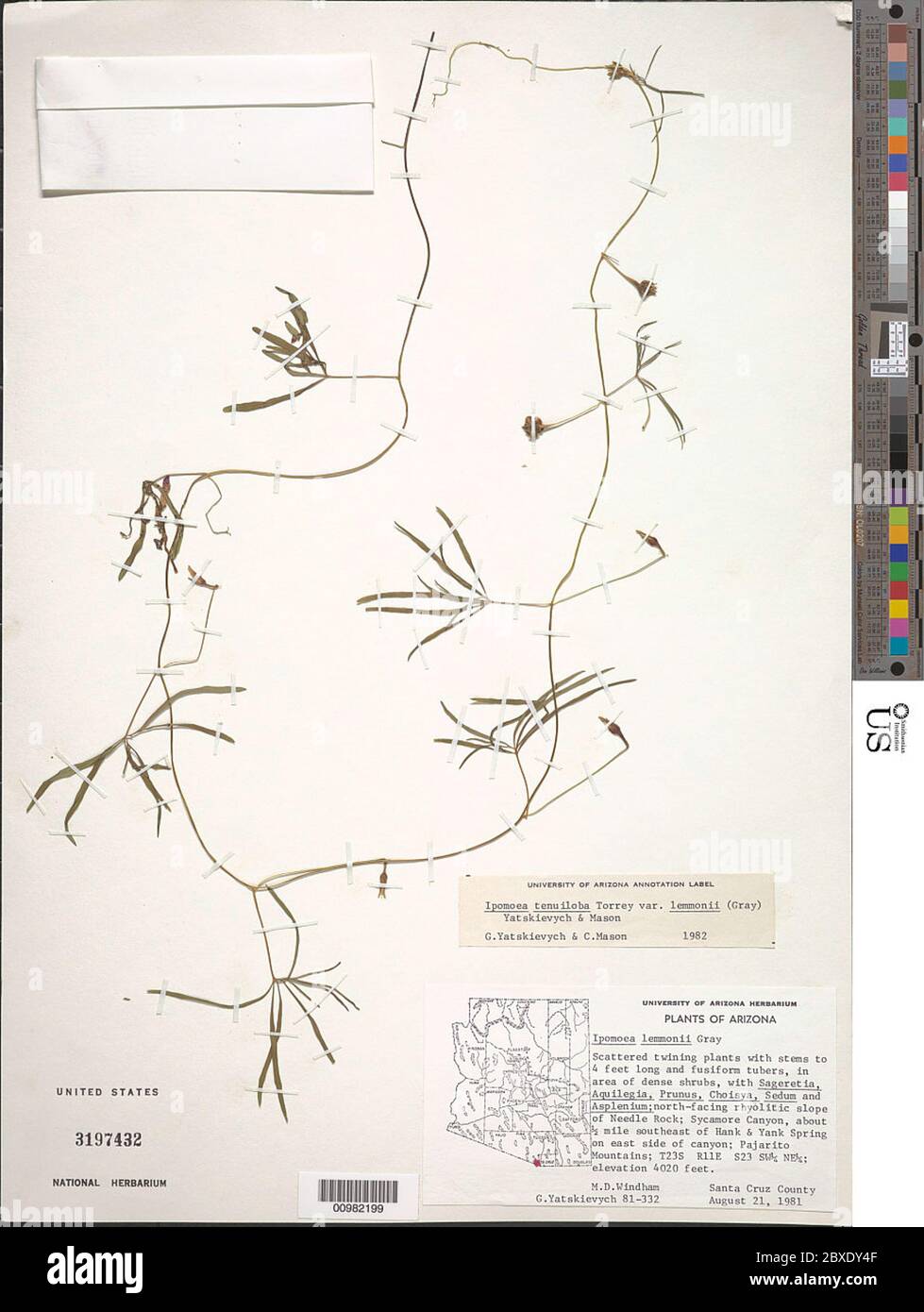 Ipomoea tenuiloba var lemmonii A Gray Yatsk CT Mason Ipomoea tenuiloba var lemmonii A Gray Yatsk CT Mason. Stock Photo