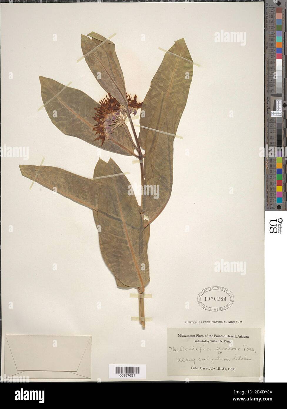 Asclepias speciosa Torr Asclepias speciosa Torr. Stock Photo