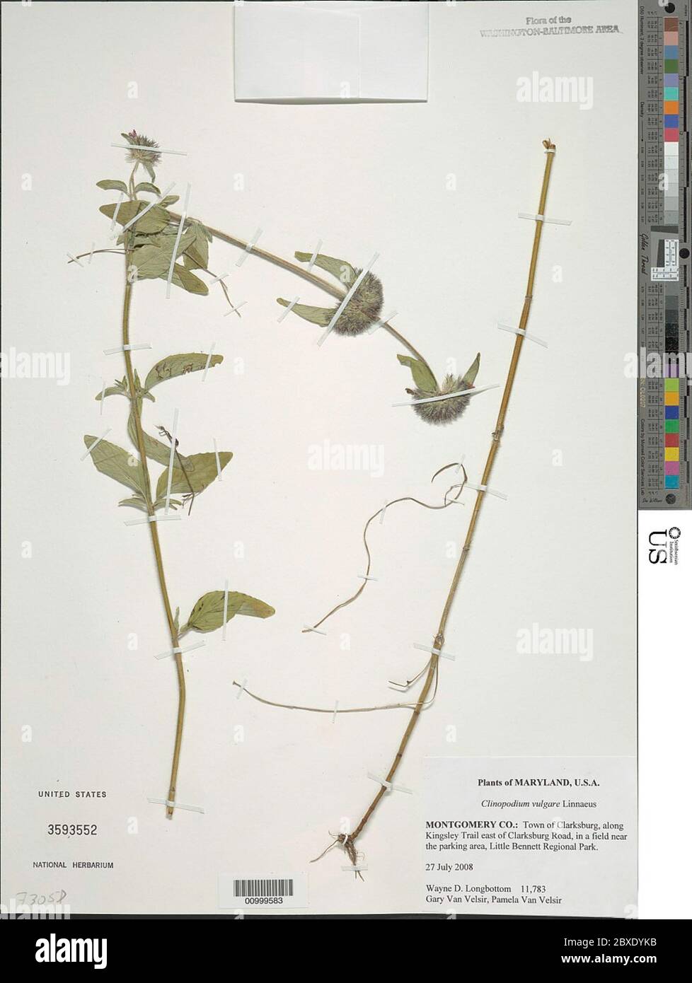 Clinopodium vulgare L Clinopodium vulgare L. Stock Photo
