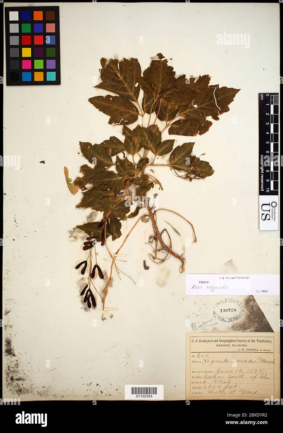 Acer negundo L Acer negundo L Stock Photo - Alamy