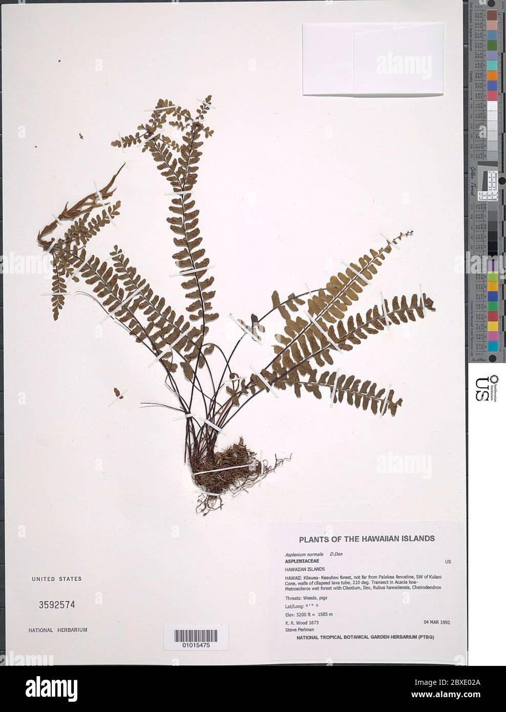 Asplenium monanthes L Asplenium monanthes L. Stock Photo