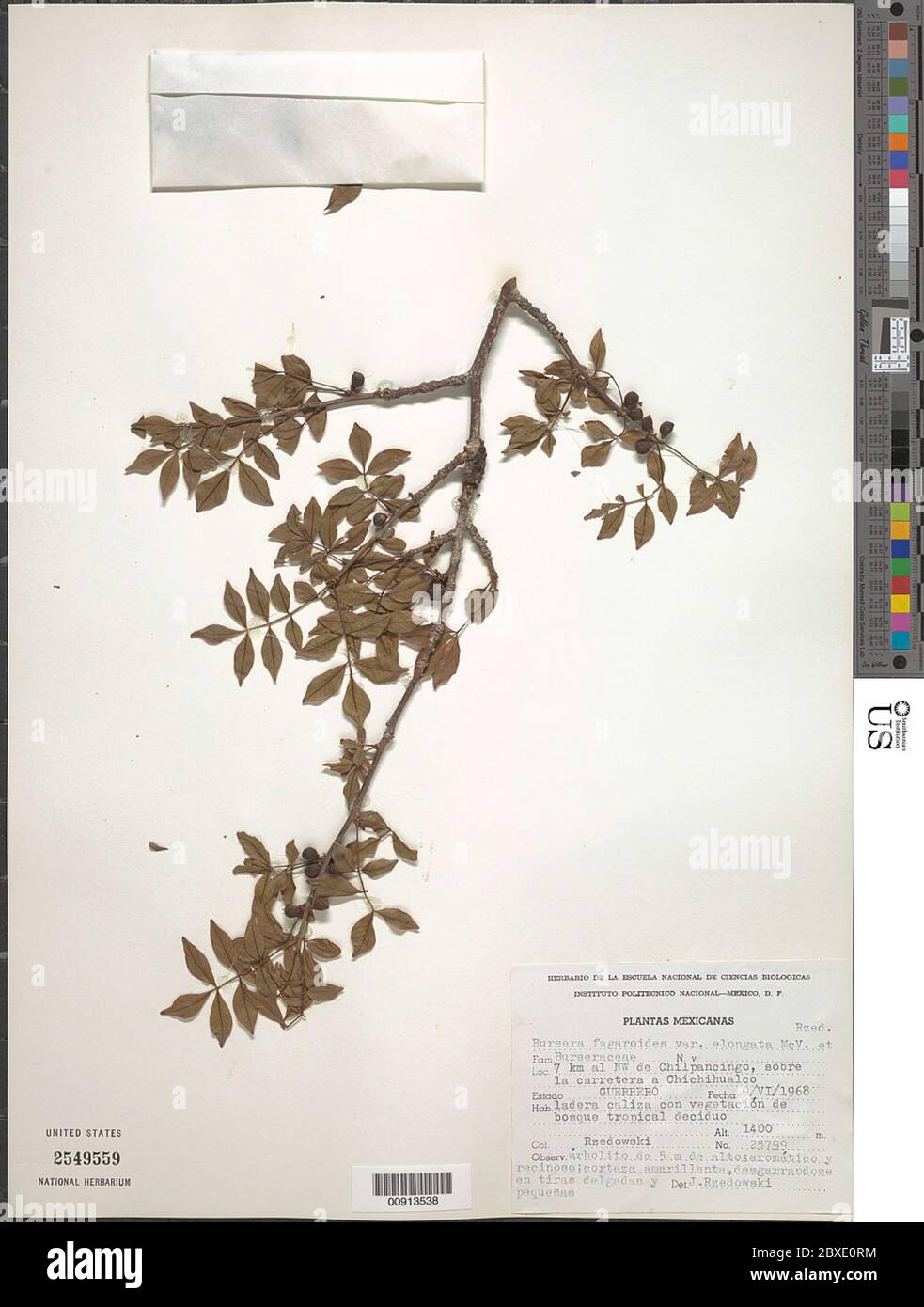 Bursera fagaroides var elongata Kunth Engl Bursera fagaroides var elongata Kunth Engl. Stock Photo