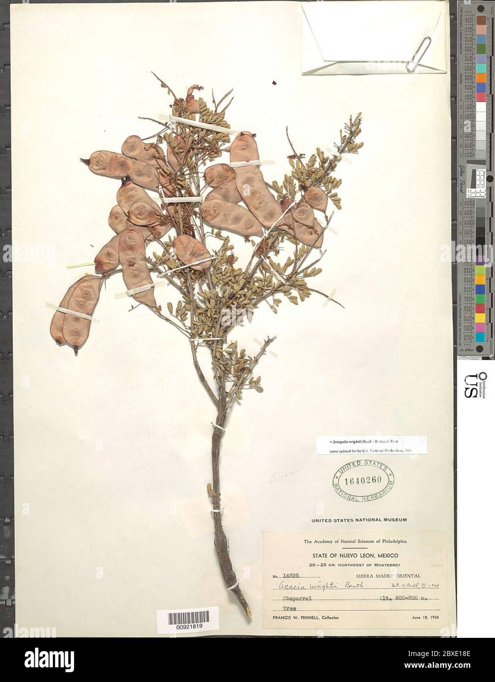 Senegalia wrightii Benth Britton Rose Senegalia wrightii Benth Britton Rose. Stock Photo