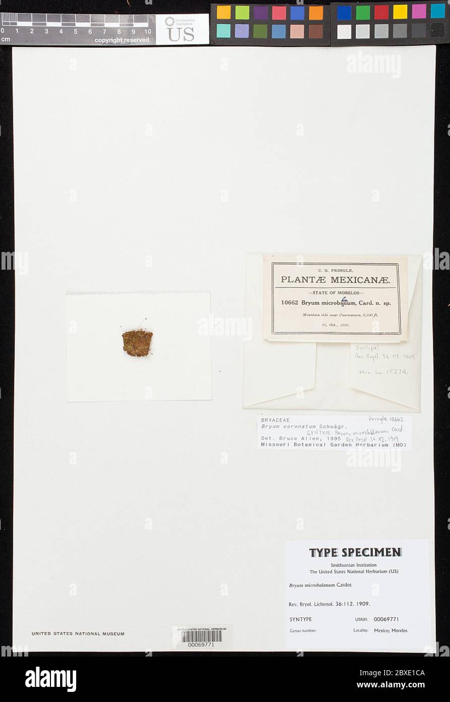 Bryum microbalanum Cardot Bryum microbalanum Cardot. Stock Photo
