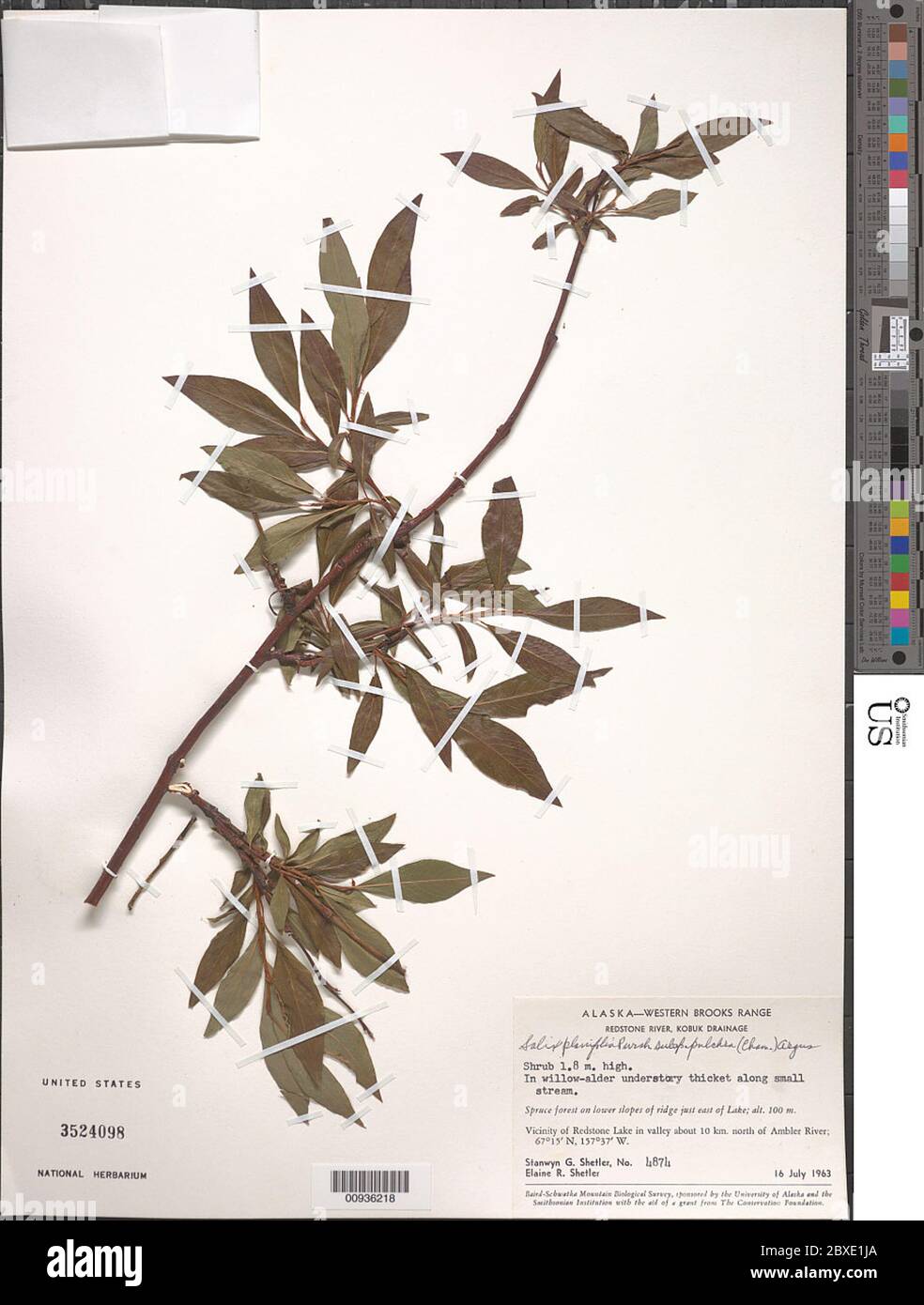 Salix planifolia subsp pulchra Cham Argus Salix planifolia subsp pulchra Cham Argus. Stock Photo