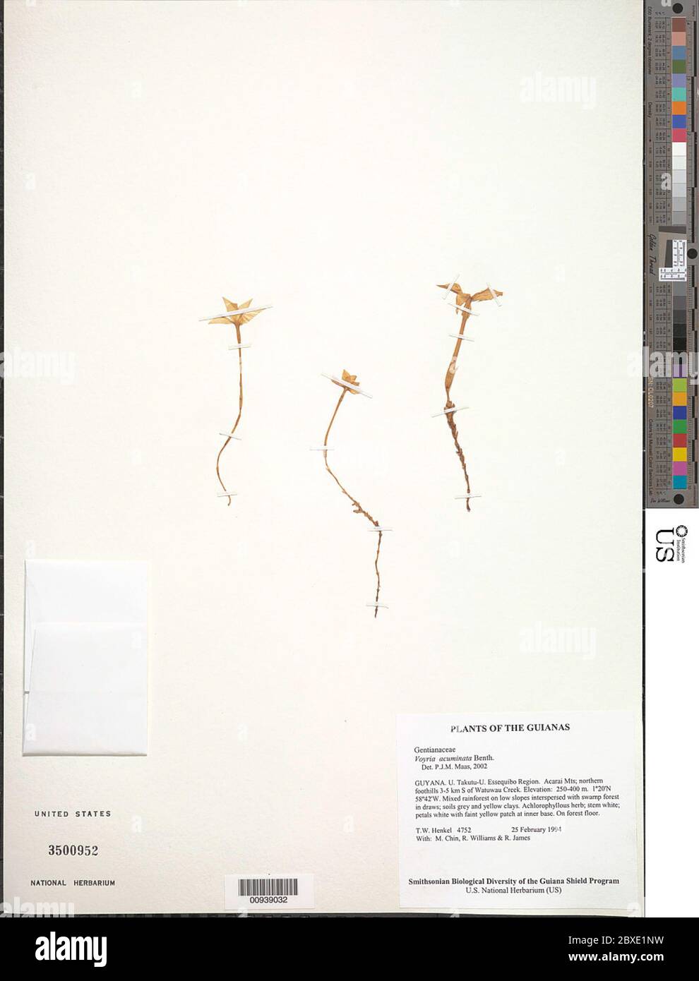 Voyria acuminata Benth Voyria acuminata Benth. Stock Photo