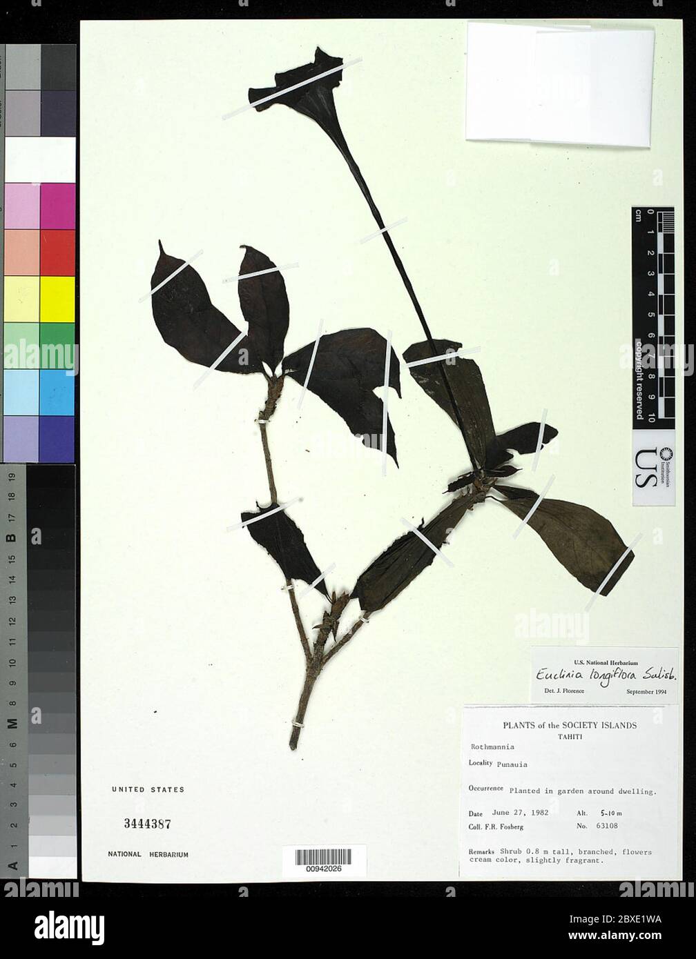 Euclinia longiflora Salisb Euclinia longiflora Salisb. Stock Photo