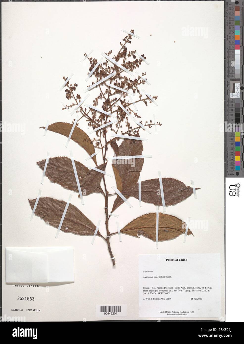 Meliosma cuneifolia Franch Meliosma cuneifolia Franch. Stock Photo