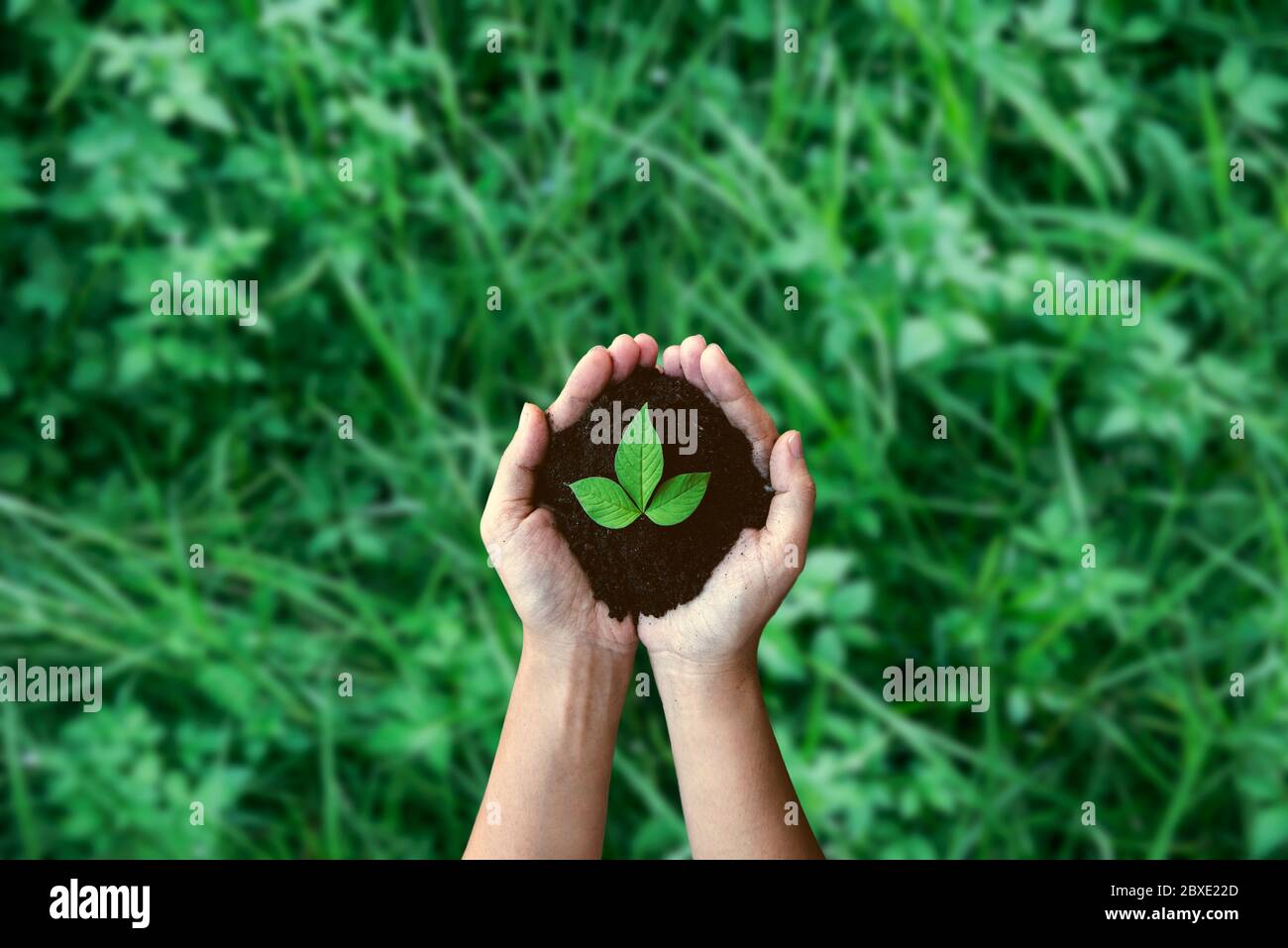 Top view hands holding tree growing on green meadow background. Saving environment and natural conservation concept with tree planing on green globe e Stock Photo